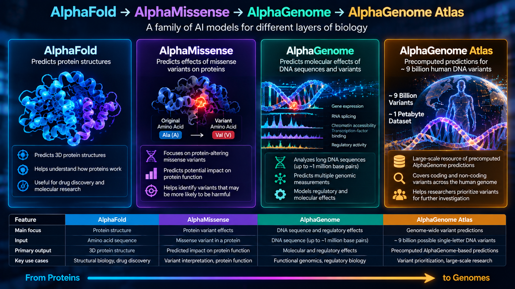 Comparison of AlphaFold, AlphaMissense, AlphaGenome, and AlphaGenome Atlas for protein structure and genome variant analysis